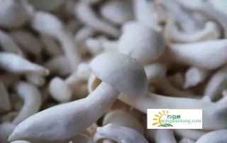 白玉菇的种植前景及种植技术,第4图