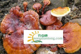 什么体质不能吃灵芝，灵芝菌丝粉的作用,第1图