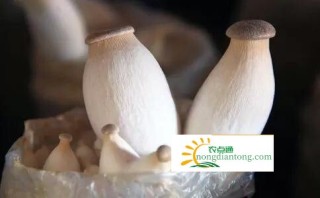 宝宝吃杏鲍菇的好处与做法,第1图