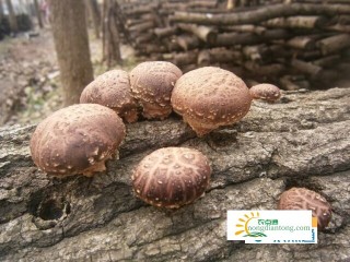 野生香菇长在什么木头上？,第2图