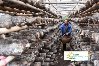 中国最大香菇种植基地在哪里？,第3图