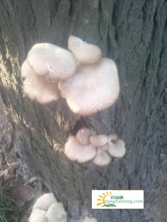 柳树上像平菇一样的啊蘑菇可以吃吗？哪里的平菇比较好,第3图