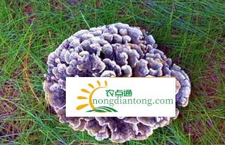 新鲜干巴菌的价格是多少？,第2图