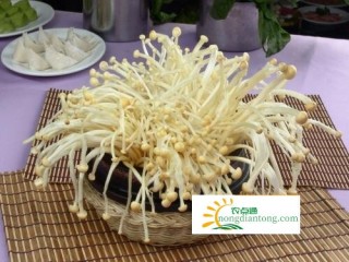 金针菇不煮熟要当心食物中毒,第1图