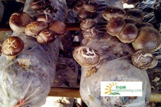 香菇的种植季节,第3图