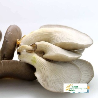 平菇是不是卖的普通蘑菇，有哪些营养成分和价值,第2图