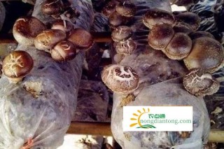 栽培香菇需要的条件，具备这六个条件提高香菇产量,第2图