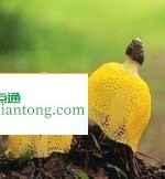 黄裙竹荪蘑菇怎么吃法，黄裙竹荪介绍,第2图