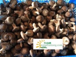 贵州兴仁屯脚供电局助香菇产业增效、农民增收,第3图