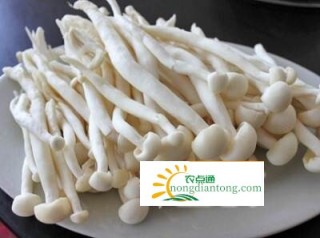 遂宁：海鲜菇种植技术出口越南 农业科技成国外“香饽饽”,第1图