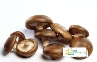 香菇和草菇哪个营养价值高？香菇和草菇的做法,第1图