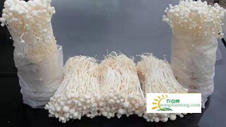 金针菇的食用禁忌,第1图