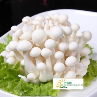 白玉菇和海鲜菇的区别图片,第3图