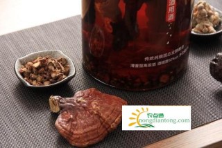 灵芝怎么泡酒,第1图