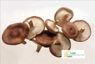 中国菌物学会香菇产业分会在贵州安龙成立,第3图