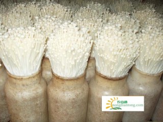 食用菌金针菇怎么栽培 金针菇种植技术,第2图