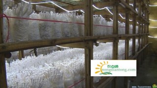 顺昌县海鲜菇产业带动当地经济发展,第2图