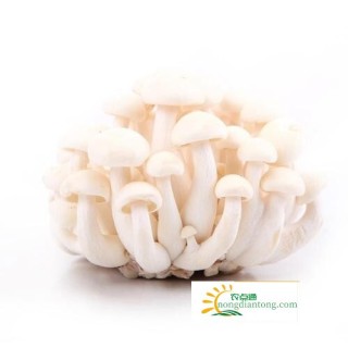 食用菌培养基中不使用木屑生产蟹味菇和白玉菇,第3图