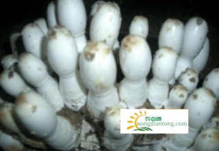 鸡腿菇应该怎么栽培种植呢？,第2图