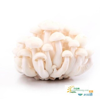 白玉菇的价格是多少？吃白玉菇对人体有哪些好处？,第2图