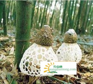 天生片片野竹荪，竹农个个喜捡钱,第3图