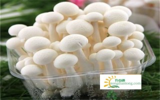 白玉菇海鲜菇的区别,第1图