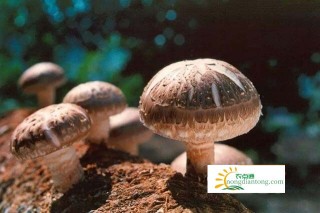 香菇菌的种植栽培技术介绍,第3图