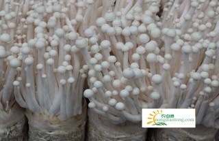 海鲜菇种植技术介绍,第1图