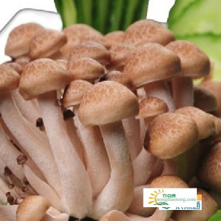 白玉菇与海鲜菇的区别，如何辨别？,第4图
