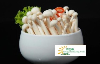 白玉菇的功效作用以及食用禁忌有哪些？,第3图