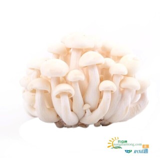 海鲜菇和白玉菇区别,第1图