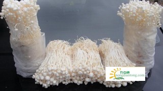 金针菇的种植方法及栽培技术,第1图