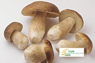 白香菇的作用及禁忌，香菇适合与哪些食物搭配一起吃,第1图