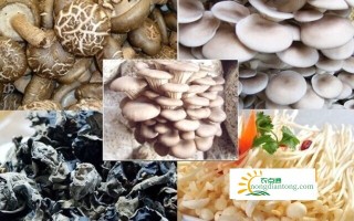 蘑菇可以和木耳同时吃吗？,第2图