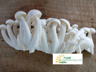 生物学中的白玉菇具有什么样的特征？,第3图