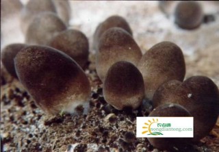 草菇一般用什么培养基配方，草菇怎样种植？,第3图