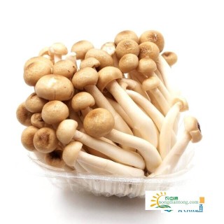 白玉菇与蟹味菇的区别及白玉菇与蟹味菇的营养价值,第2图