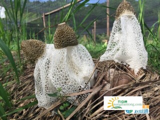 竹荪能和香菇一起吃吗,第1图