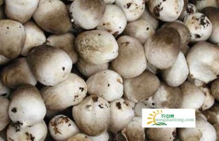 草菇的营养价值，草菇怎么挑选和保存？,第3图