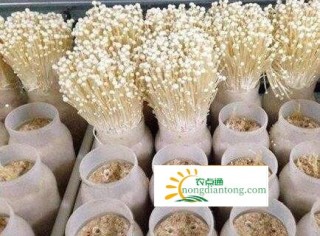 种植金针菇教程，金针菇的滋补功效,第1图