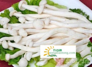 海鲜菇多少钱一斤？为什么海鲜菇会有苦味,第1图