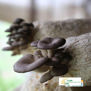 黑平菇三级种怎么培育成蘑菇，什么时候种植好,第3图