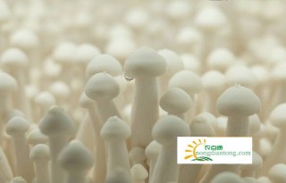 为什么白玉菇被称作食用菌中的“金枝玉叶”？,第4图