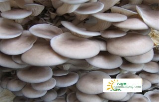 白蘑菇可以和平菇炒吗？白蘑菇有什么营养价值,第1图