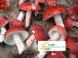 菌菇中的尚品野生红菇,第2图