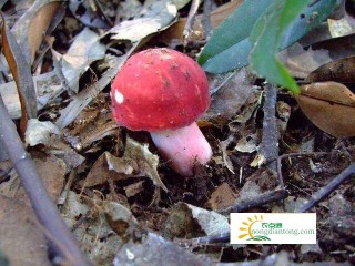 红菇能不能人工种植呢？红菇适合生长在哪？,第3图