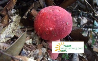 红菇可以人工种植吗？红菇的生长条件,第3图