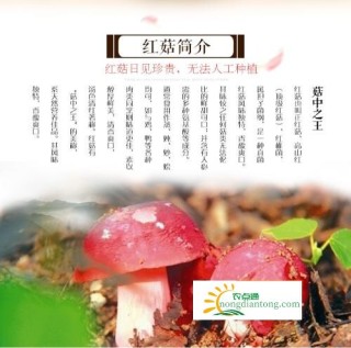 科学育红菇，泗河村菇农脱贫不再返贫,第4图