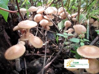 东北榛蘑种植，榛蘑如何人工种植,第1图