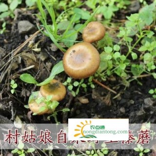 棒蘑菇,第2图